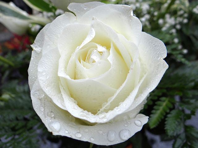 white-rose-2907862__480.jpg