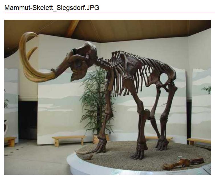 Mammut Museum Siegsdorf 1